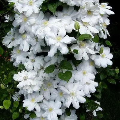 Клематис ТОКИ в Гомеле