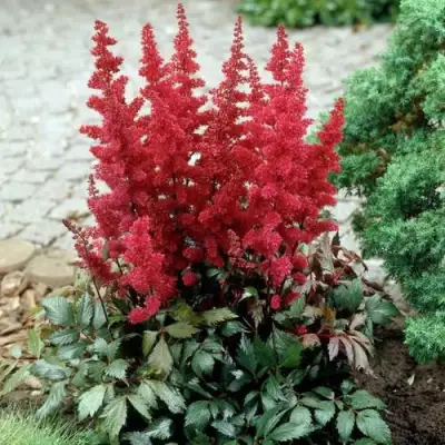 Астильба ГРАНАТ Арендса в Гомеле