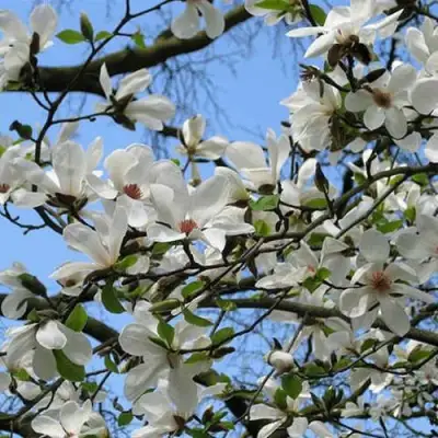 Магнолия АЛЬБА СУПЕРБА в Гомеле