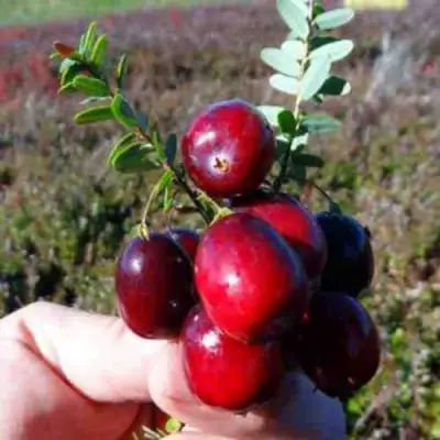 Клюква СТАНКОВИЧ в Гомеле