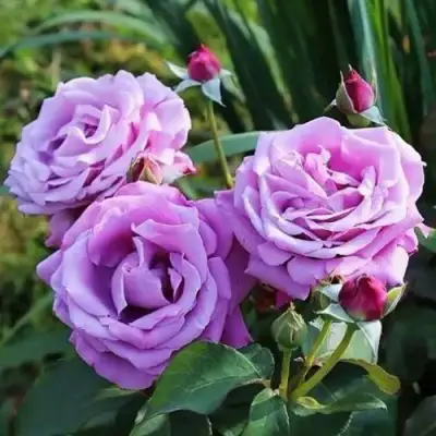 Роза ШАРЛЬ ДЕ ГОЛЛЬ чайно-гибридная в Гомеле