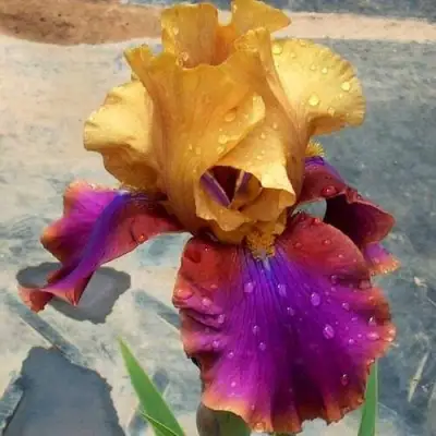 Ирис ГАЛА МАДРИД бородатый в Гомеле