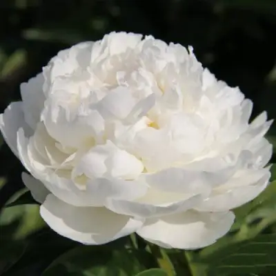 Пион СНЕЖНАЯ КРЕПОСТЬ древовидный в Гомеле