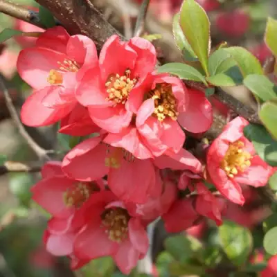 Айва ПИНК КВИН в Гомеле