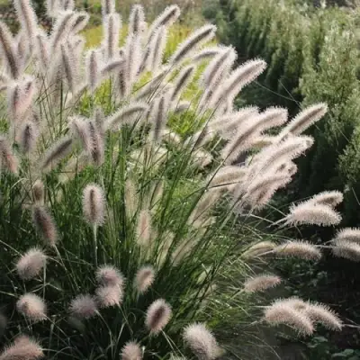 Пеннисетум ЛЕДИ Ю в Гомеле