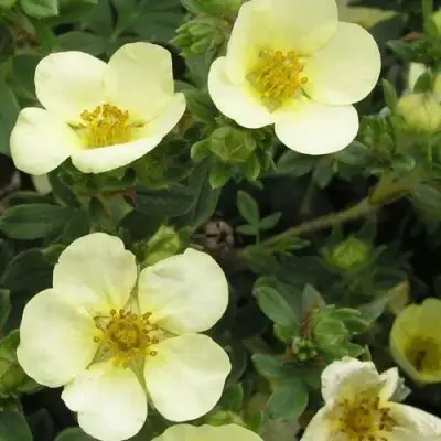 Лапчатка ЭЛИЗАБЕТ кустарниковая в Гомеле