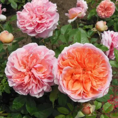 Роза ЧИППЕНДЕЙЛ чайно-гибридная в Гомеле