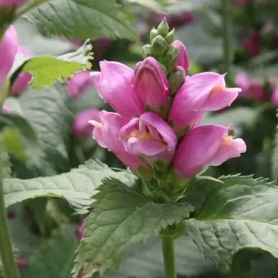 Хелоне КОСАЯ в Гомеле