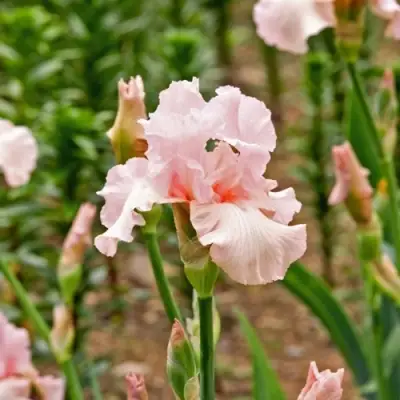 Ирис ПИНК ХОРАЙЗОН бородатый в Гомеле