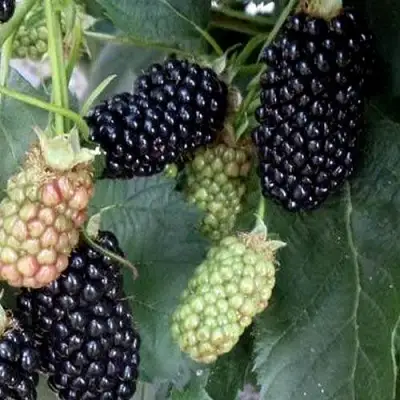 Ежевика ПРАЙМ АРК ФРИДОМ ремонтантная  в Гомеле