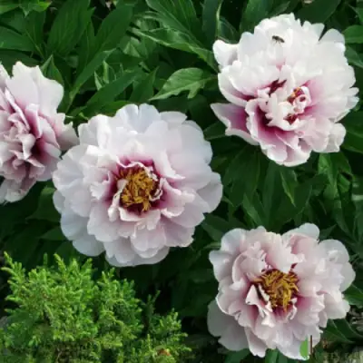 Пион КОРА ЛУИЗА ито-гибрид в Гомеле