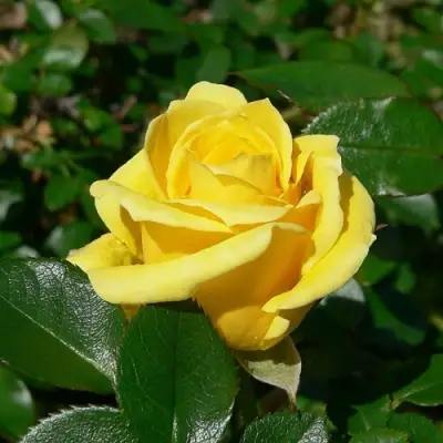 Роза ПАПИЛОН чайно-гибридная в Гомеле