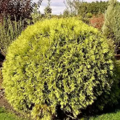 Туя ГЛОБОЗА АУРЕА западная в Гомеле