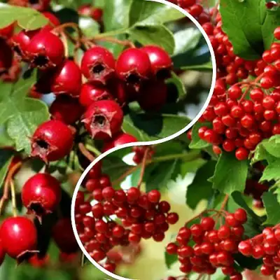 Комплект БУДЬ ЗДОРОВ в Гомеле