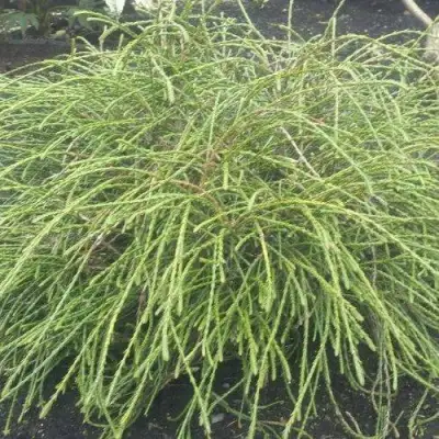 Туя ФИЛИФОРМИС   в Гомеле