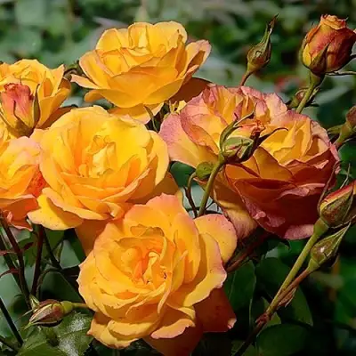 Роза САХАРА плетистая в Гомеле