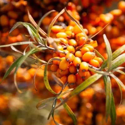 Облепиха ФИНСКАЯ в Гомеле