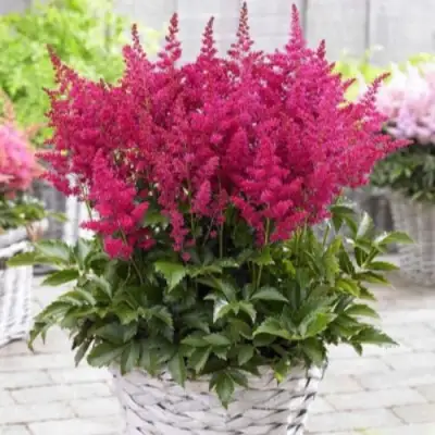 Астильба ЛАКИ ДЕЙ Арендса в Гомеле