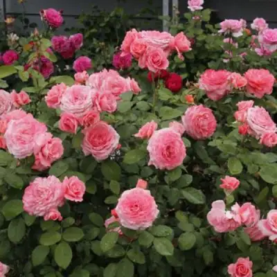 Роза ИНСТИТУТ ЛЮМЬЕР шраб в Гомеле