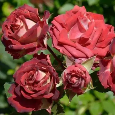 Роза ТИРАМИСУ спрей в Гомеле