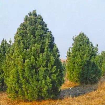 Сосна черная ПИРАМИДАЛИС в Гомеле