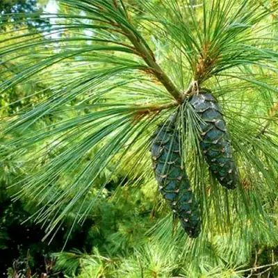 Сосна гриффита в Гомеле