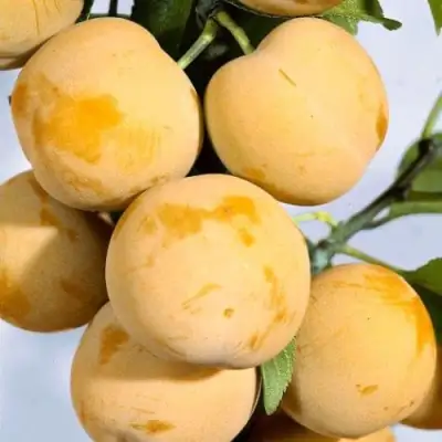 Слива РЕНКЛОД ранний в Гомеле