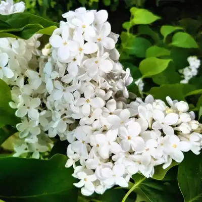 Сирень МАЛЕНЬКИЙ ПРИНЦ в Гомеле