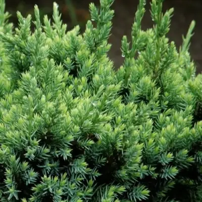 Можжевельник ХОЛГЕР чешуйчатый в Гомеле