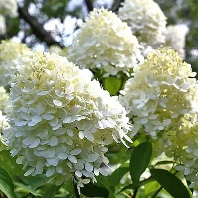 Гортензия БОМБШЕЛ метельчатая в Гомеле