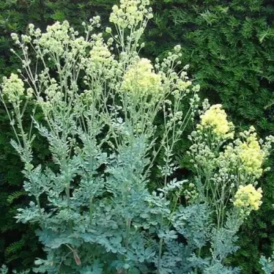 Василистник ГЛАУКУМ желтый в Гомеле