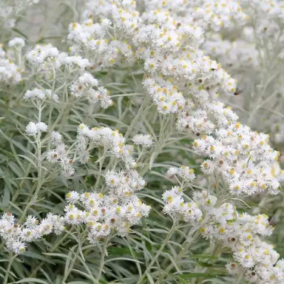 Анафалис ЖЕМЧУЖНЫЙ в Гомеле