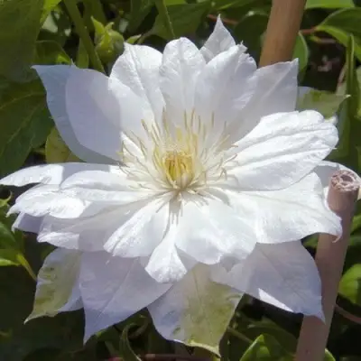 Клематис ДАЧЕСС ОФ ЭДИНБУРГ в Гомеле