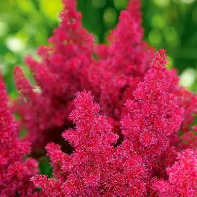 Астильба КОБЛЕНЦ японская в Гомеле