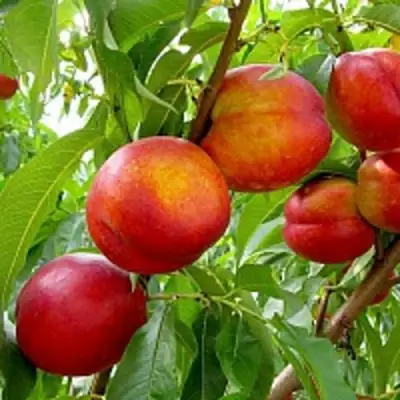 Нектарин ХАРБЛЕЙЗ в Гомеле