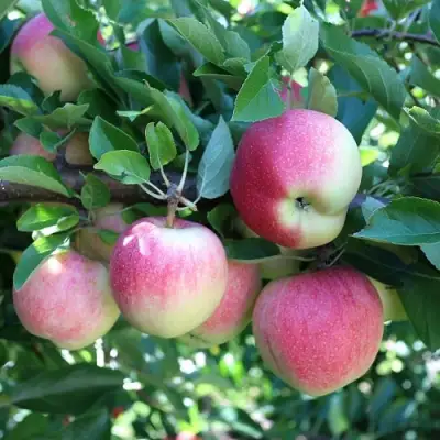 Яблоня ГРУШОВКА МОСКОВСКАЯ в Гомеле