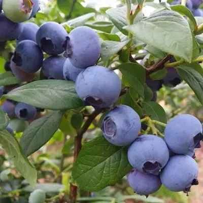 Голубика БЛЮГОЛД в Гомеле