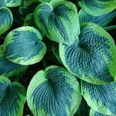 Хоста ТОКУДАМА ФЛАВОЦИРЦИНАЛИС гибридная в Гомеле