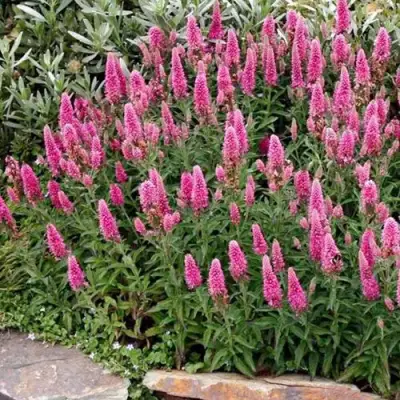 Вероника РОЗЕА колосковая в Гомеле