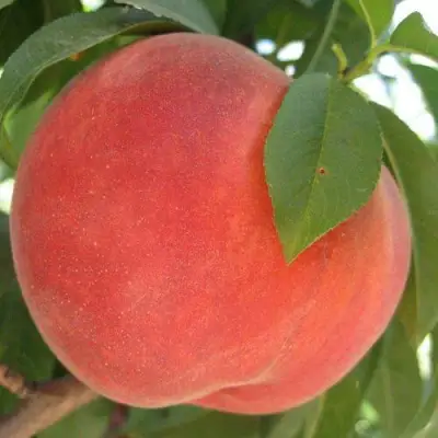 Персик МАЙСКИЙ ЦВЕТОК в Гомеле