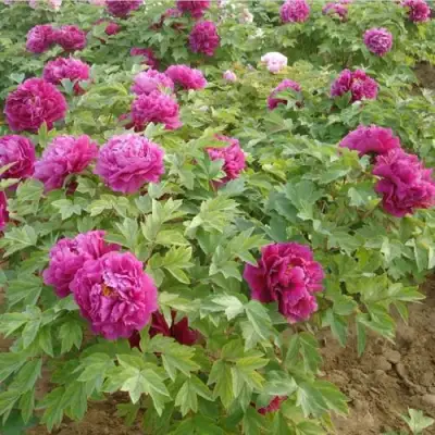 Пион КИТАЙСКИЙ ШЕЛК травянистый в Гомеле