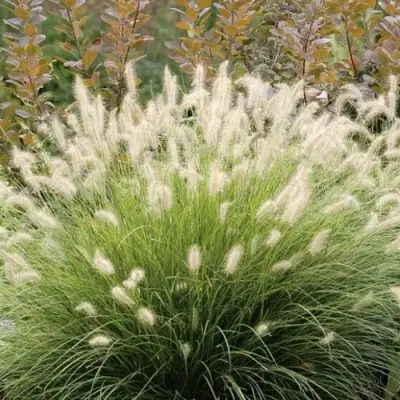 Пеннисетум ХАМЕЛН в Гомеле