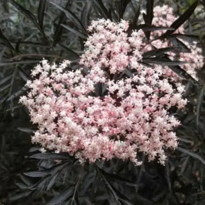 Бузина черная БЛЭК ЛЕЙС ЕВА в Гомеле