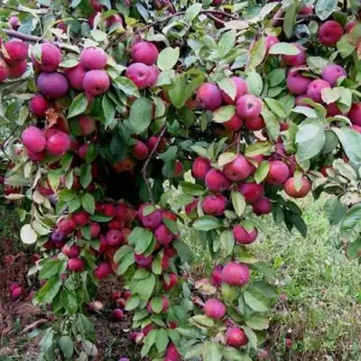 Яблоня ФЛОРИНА в Гомеле