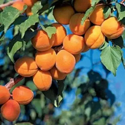 Абрикос ХАРКОТ в Гомеле