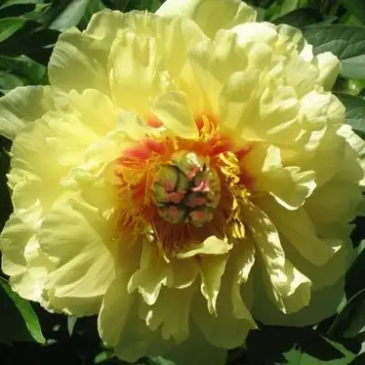 Пион ЗОЛОТАЯ КОРОНА древовидный в Гомеле