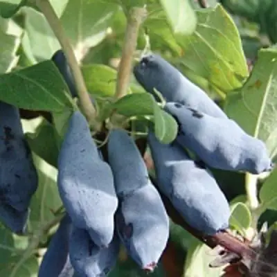 Жимолость съедобная НИМФА (ГАММА) в Гомеле