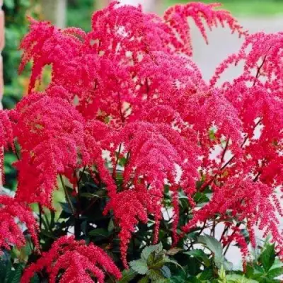 Астильба РЕД ЧАРМ Арендса в Гомеле