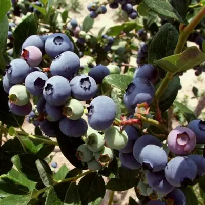 Голубика ЭЛИЗАБЕТ в Гомеле