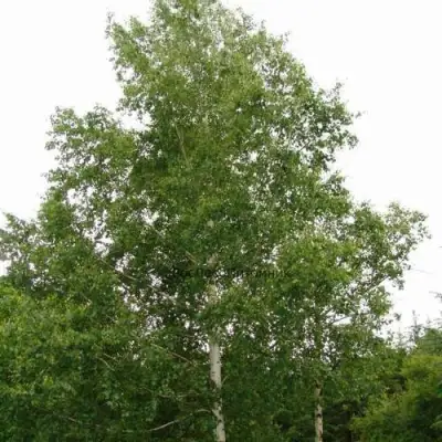 Береза бородавчатая в Гомеле